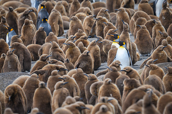 King Penguin