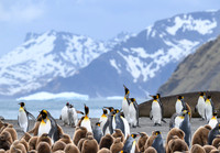 King Penguin