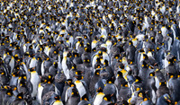 King Penguin