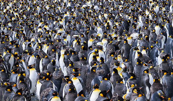 King Penguin