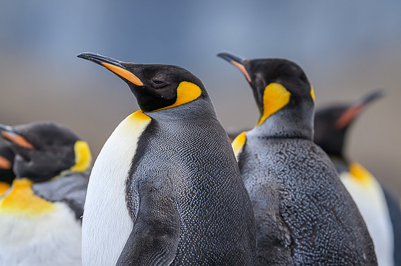 King Penguin