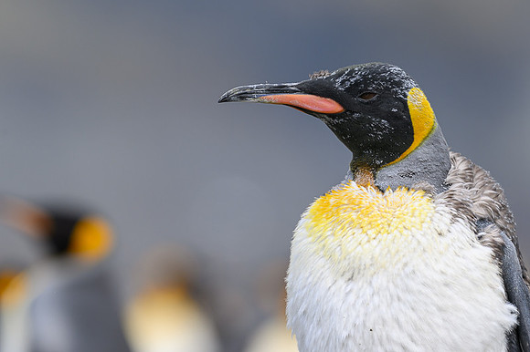 King Penguin