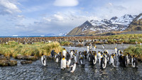 King Penguin