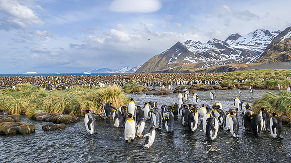 King Penguin