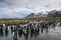 King Penguin