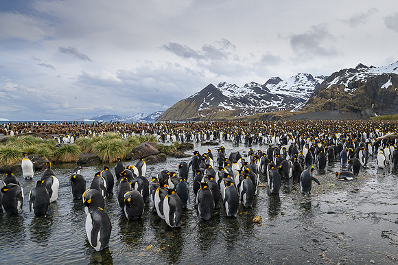 King Penguin