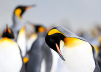 King Penguin