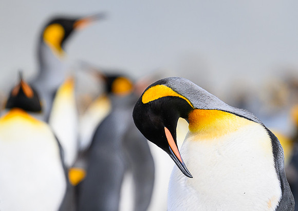 King Penguin