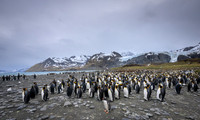 King Penguin