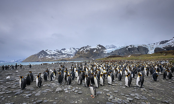 King Penguin