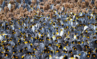 King Penguin