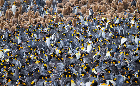 King Penguin