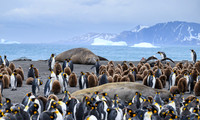 King Penguin