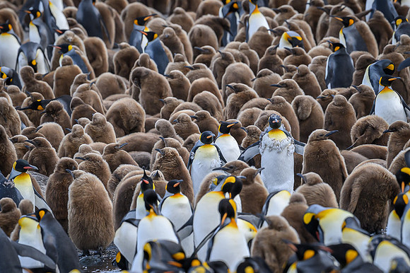 King Penguin