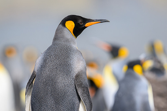 King Penguin