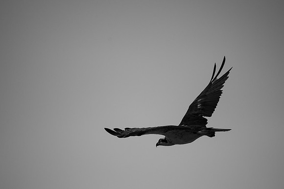 Osprey