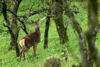 Red deer / Jeleń