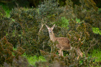 Red deer / Jeleń