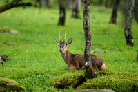 Red deer / Jeleń