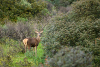 Red deer / Jeleń