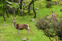 Red deer / Jeleń