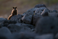 Arctic fox