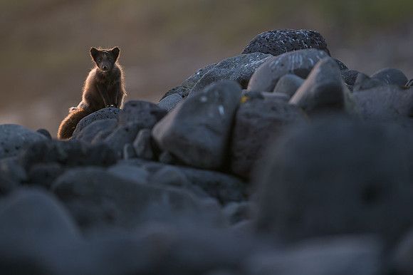 Arctic fox