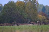 Red deer / Jeleń