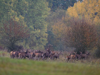 Red deer / Jeleń
