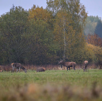 Red deer / Jeleń