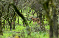 Red deer / Jeleń