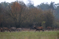 Red deer / Jeleń