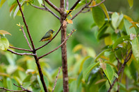 Olive-backed Euphonia