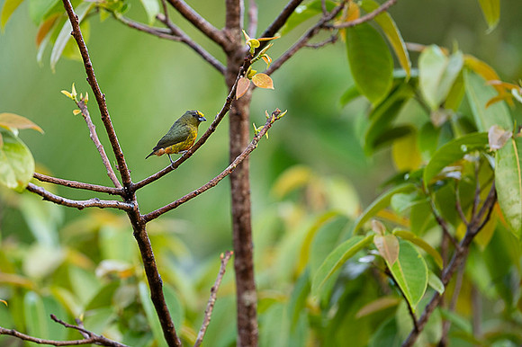 Olive-backed Euphonia