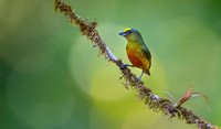 Olive-backed Euphonia