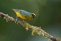 Olive-backed Euphonia