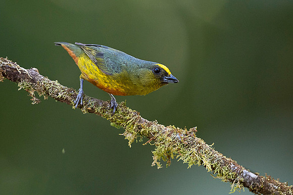 Olive-backed Euphonia