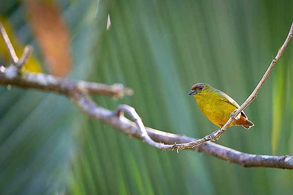 Olive-backed Euphonia