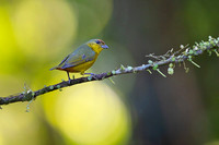 Olive-backed Euphonia