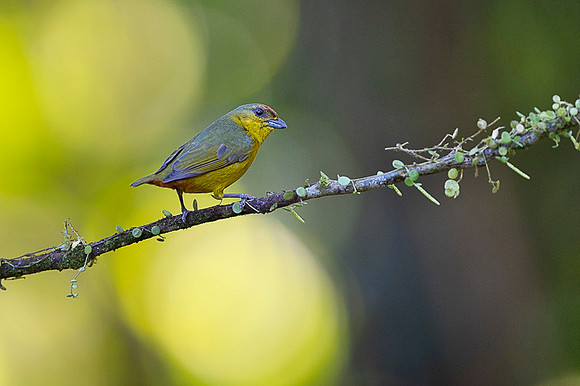 Olive-backed Euphonia