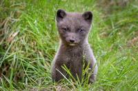 Arctic fox