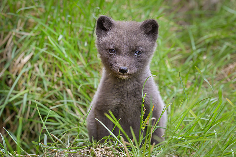 Arctic fox