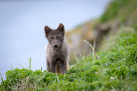 Arctic fox