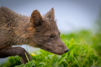 Arctic fox