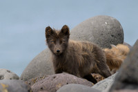 Arctic fox