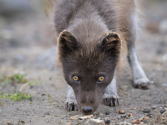 Arctic fox