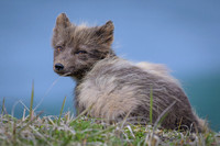 Arctic fox