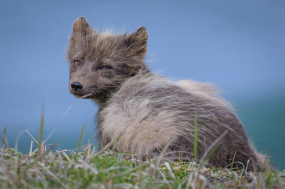 Arctic fox