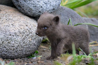 Arctic fox