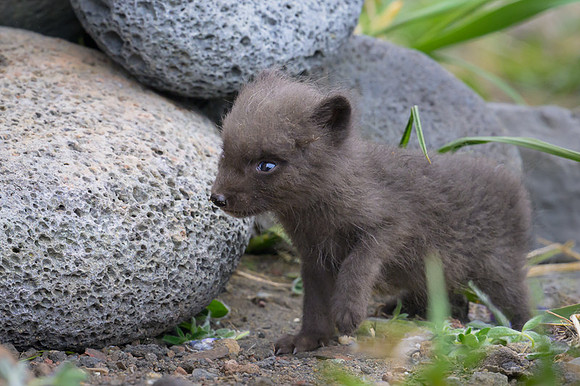 Arctic fox